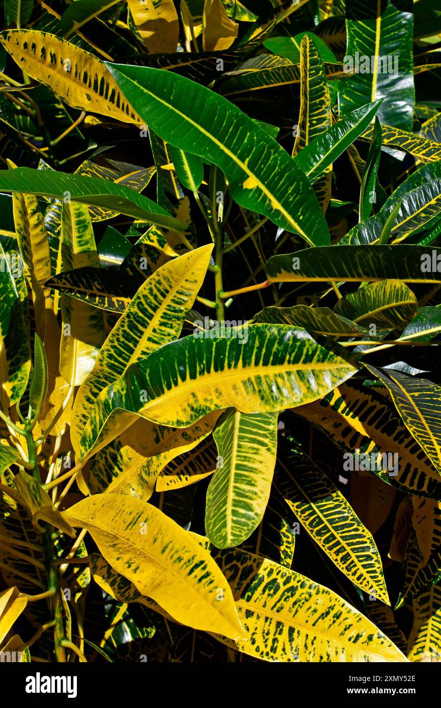 Croton vert et jaune (Codiaeum variegatum 'Harvest Moon') dans le jardin Banque D'Images Croton vert et jaune (Codiaeum variegatum 'Harvest Moon') dans le jardin Banque D'Images