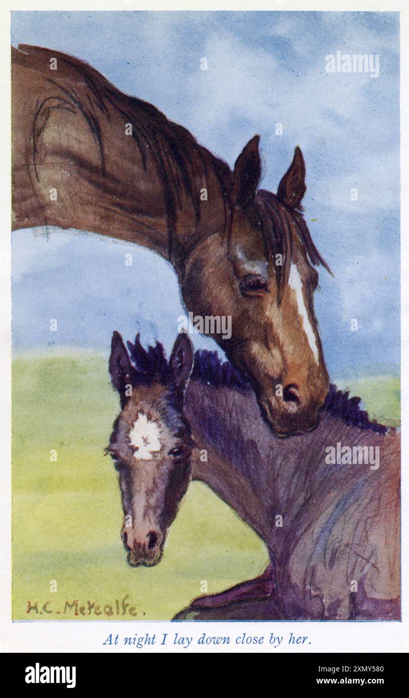 Black Beauty et Mother Banque D'Images