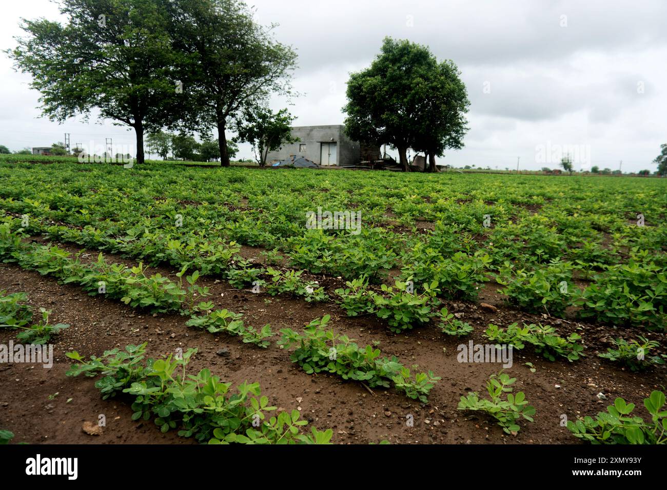 Découvrez le calme et la beauté de la vie rurale à travers cette scène sereine de terres agricoles. Des rangées de cultures vertes luxuriantes mènent à des arbres majestueux qui surplombent le fertile Banque D'Images