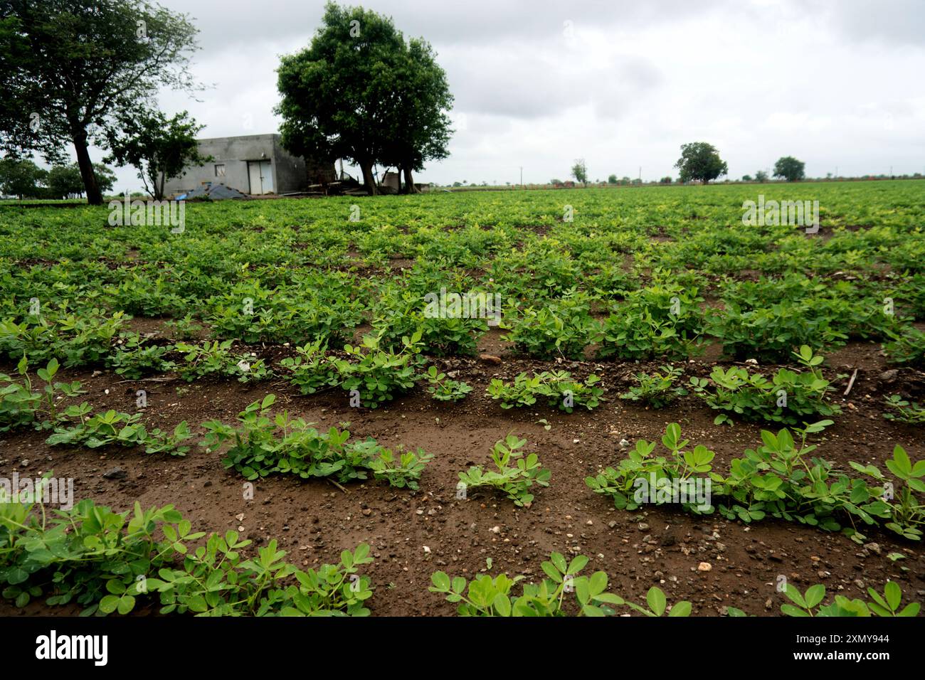 Offrez-vous la paix et le calme de la campagne vivant avec cette vue sereine de terres agricoles. Des rangées de cultures verdoyantes s'étendent vers des arbres majestueux qui tiennent du guar Banque D'Images