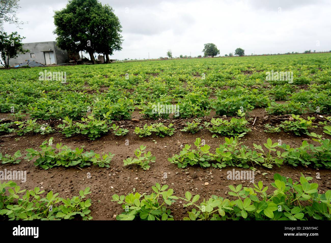 Embrassez la tranquillité de la vie rurale que vous contemplez cette scène sereine des terres agricoles. Des rangées vertes luxuriantes guident le regard vers des arbres majestueux debout Banque D'Images