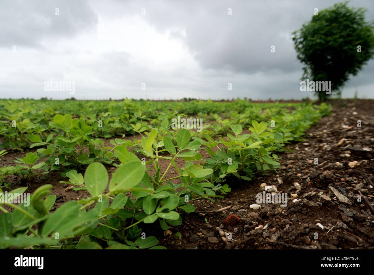 Découvrez la sérénité de la vie rurale avec ce cadre de terres agricoles pittoresques. Les cultures vertes luxuriantes bordent les champs, menant l'œil aux arbres majestueux t Banque D'Images