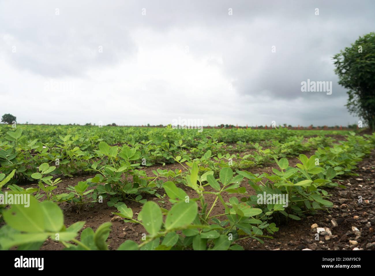 Plongez-vous dans la tranquillité de la vie à la campagne que vous prenez dans le paysage de terres agricoles tranquilles. Les rangées de cultures verdoyantes s'étirent vers l'imposition Banque D'Images