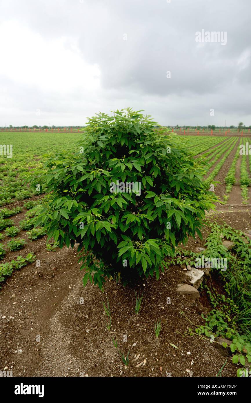 Plongez-vous dans la tranquillité de la vie à la campagne en admirant la paisible vue des terres agricoles. Les rangées de cultures vertes s'étendent vers les arbres imposants qui Banque D'Images