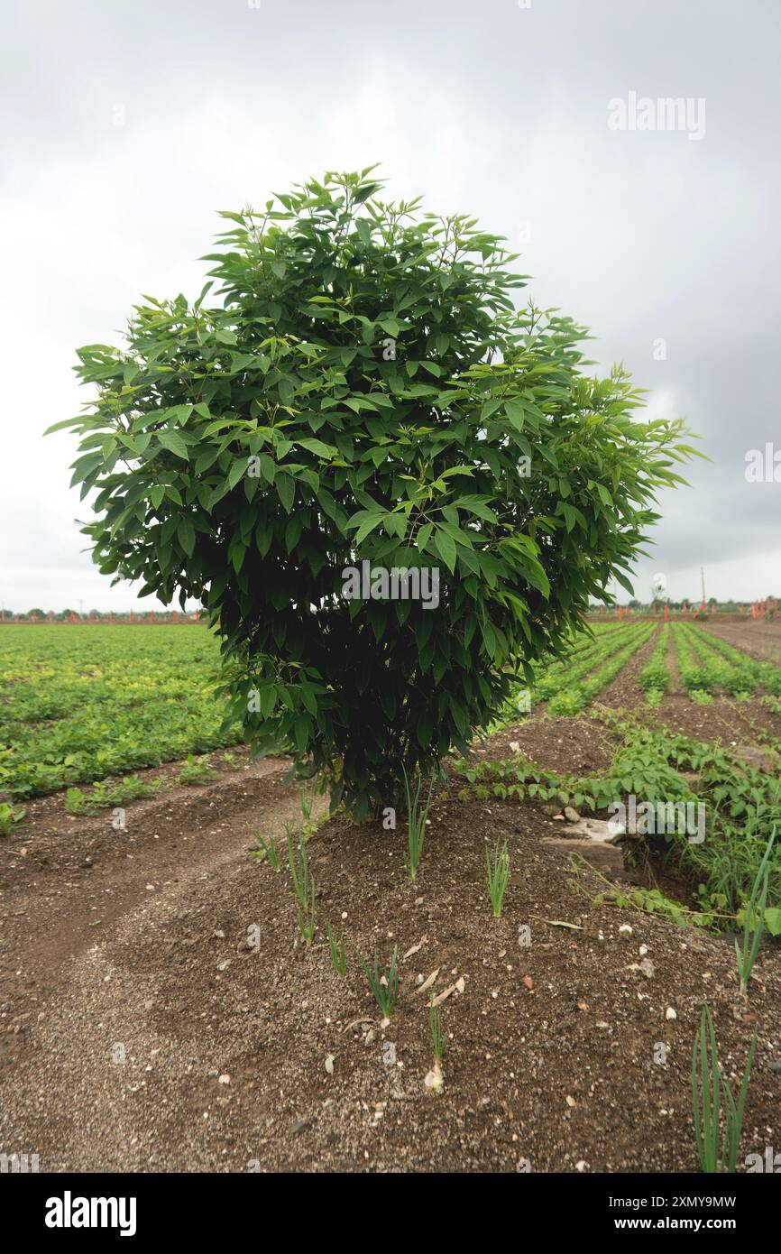 Plongez-vous dans le calme de la vie rurale que vous absorbez le paysage paisible des terres agricoles. Les champs de culture luxuriants s'étendent vers les arbres majestueux que stan Banque D'Images