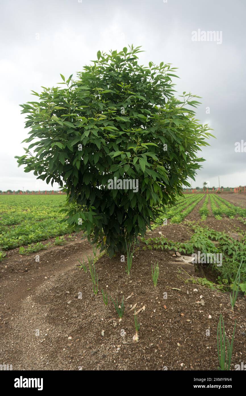 Plongez-vous dans la paix de la vie à la campagne tout en admirant le paysage serein des terres agricoles. Les rangées de cultures verdoyantes s'étendent vers les arbres imposants th Banque D'Images