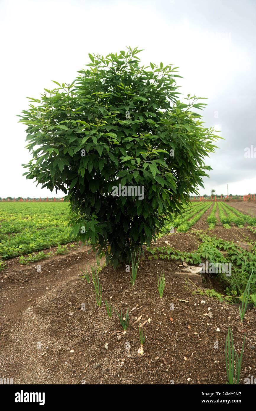 Plongez-vous dans la tranquillité de la vie à la campagne en admirant la paisible vue des terres agricoles. Les rangées de cultures vertes s'étendent vers les arbres imposants qui Banque D'Images