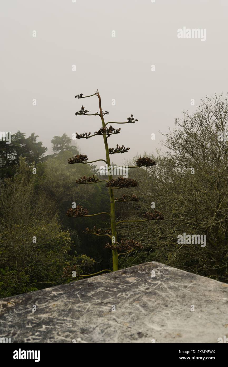 Une plante d'agave solitaire atteint le ciel brumeux dans le parc du palais de Pena, debout haut au milieu de la verdure environnante Banque D'Images