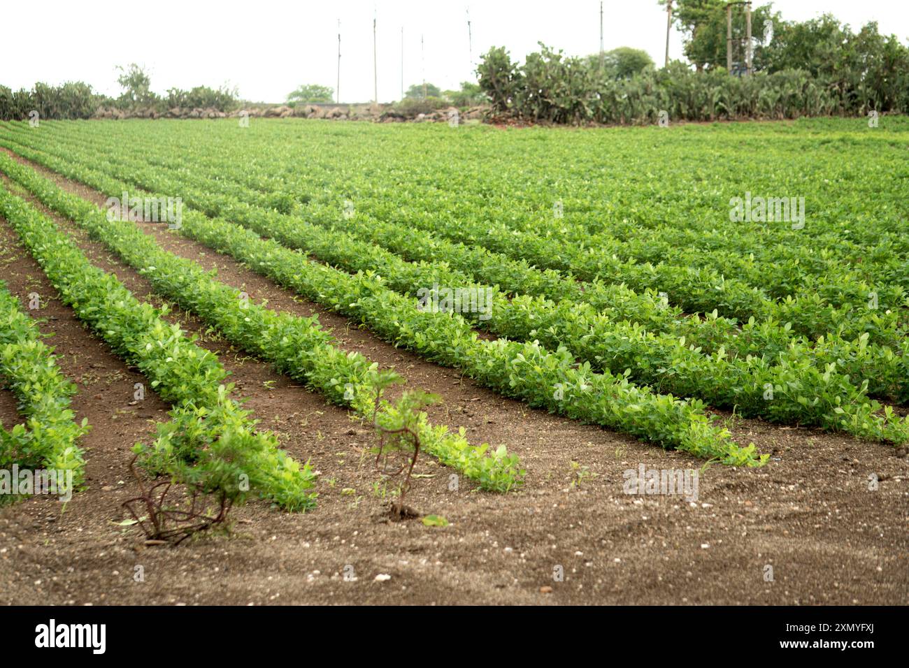 L'image captivante montre des plantes d'arachide luxuriantes s'étendant sur des terres agricoles fertiles dans une couleur verte vibrante. Le ciel nuageux menaçant ajoute à th Banque D'Images