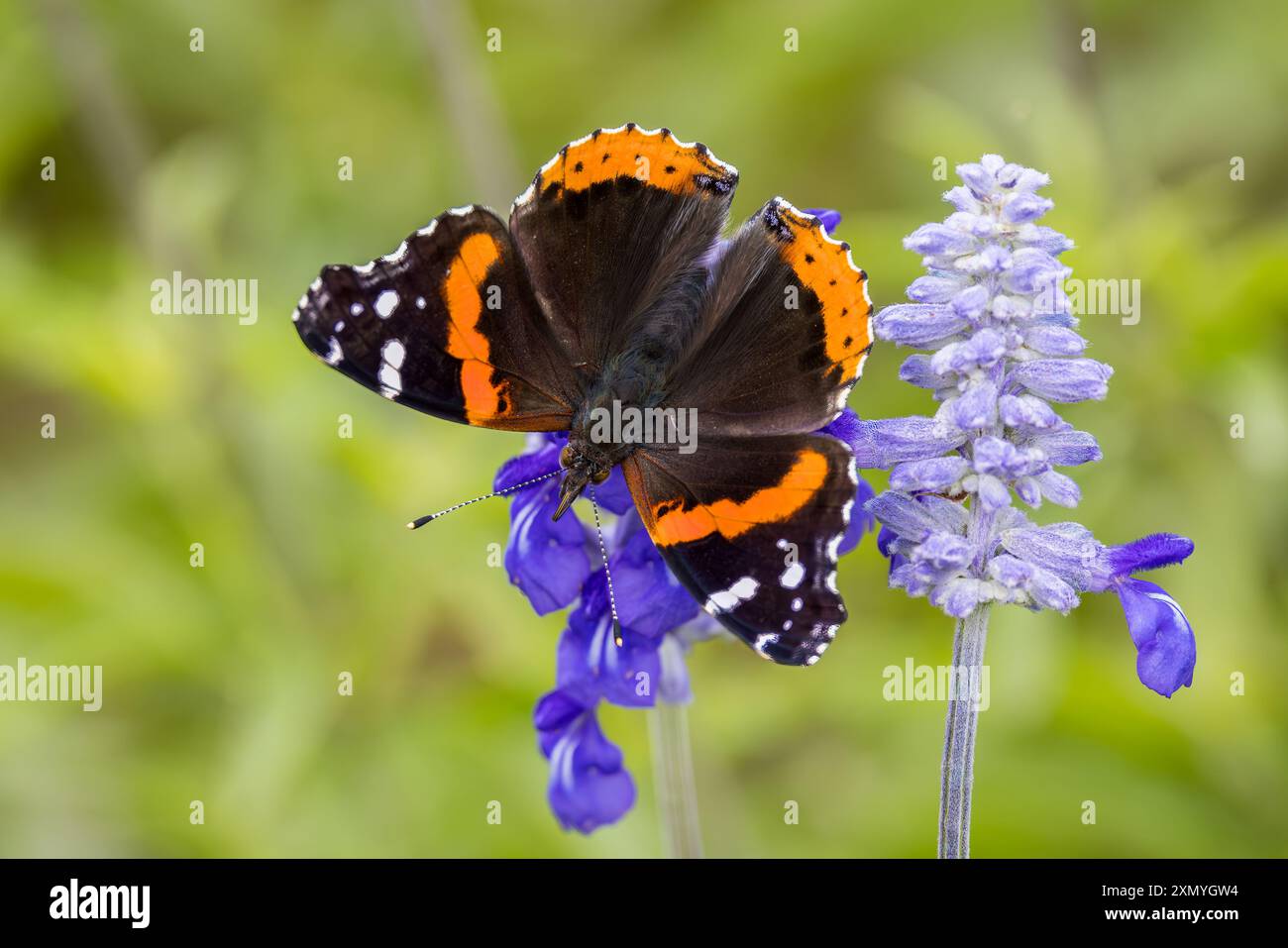 Red Admiral sur Mealy Blue Sage Banque D'Images