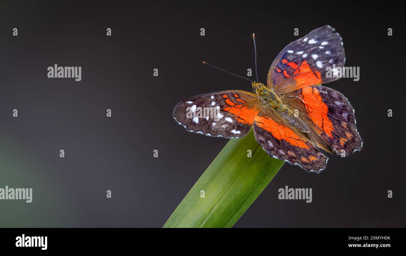 Un paon écarlate, Anartia amathea, mâle, au Cockrell Butterfly Center Banque D'Images