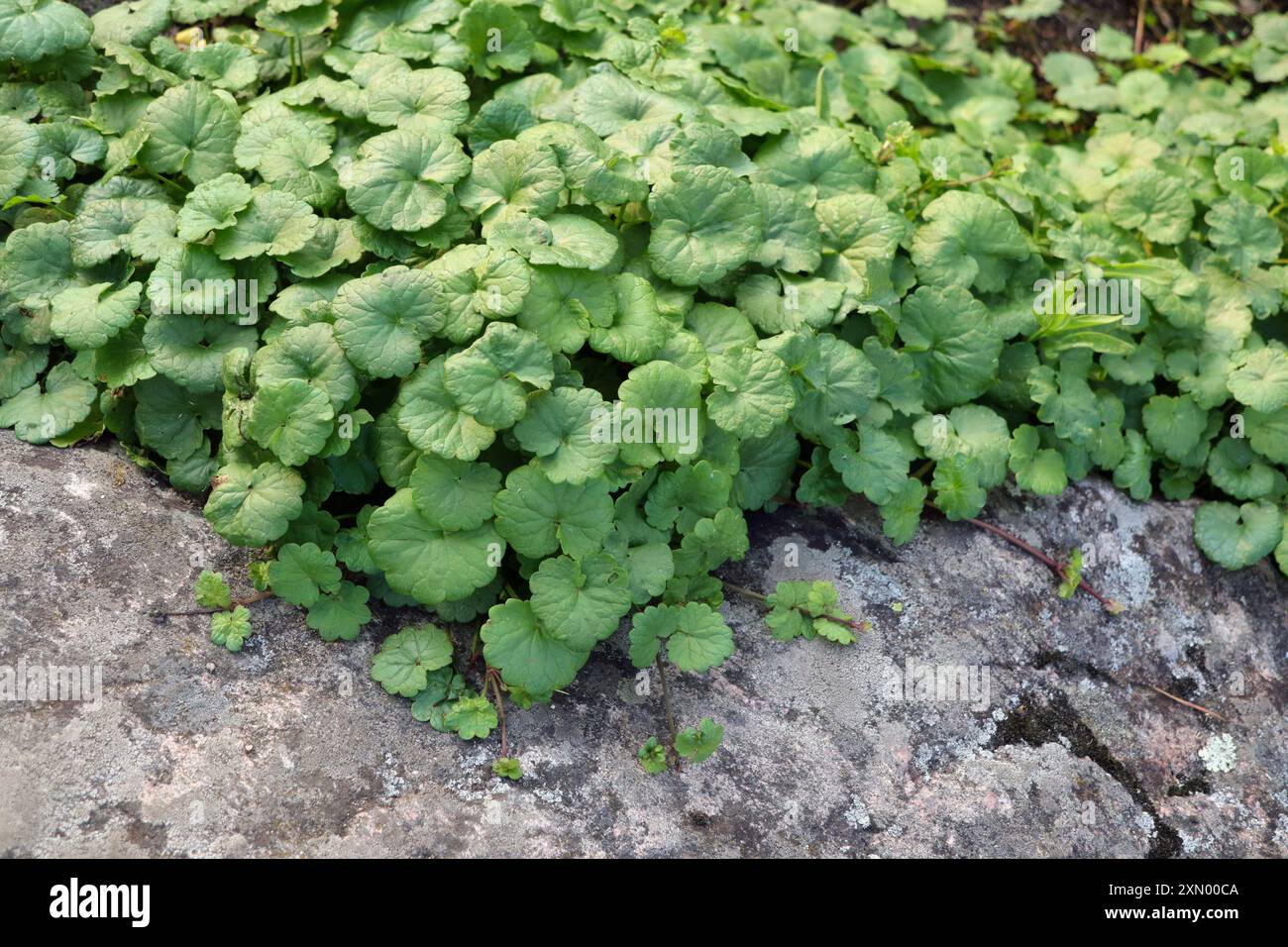 Feuilles vertes, en forme de rein ou d'éventail de Glechoma hederacea ou de lierre, une plante de crampon vivace persistante de la famille de la menthe Lamiaceae. Banque D'Images