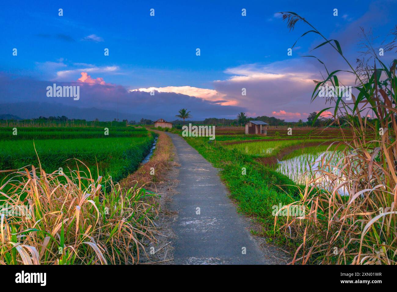 indonésie beauté paysage rizières dans le nord de bengkulu naturel belle vue matinale de l'Indonésie des montagnes et de la forêt tropicale Banque D'Images