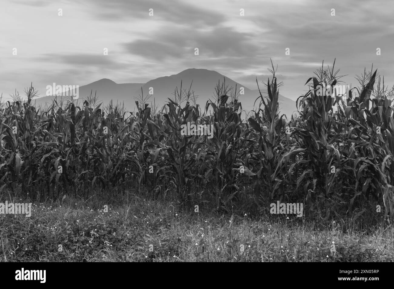 indonésie beauté paysage rizières dans le nord de bengkulu naturel belle vue matinale de l'Indonésie des montagnes et de la forêt tropicale Banque D'Images