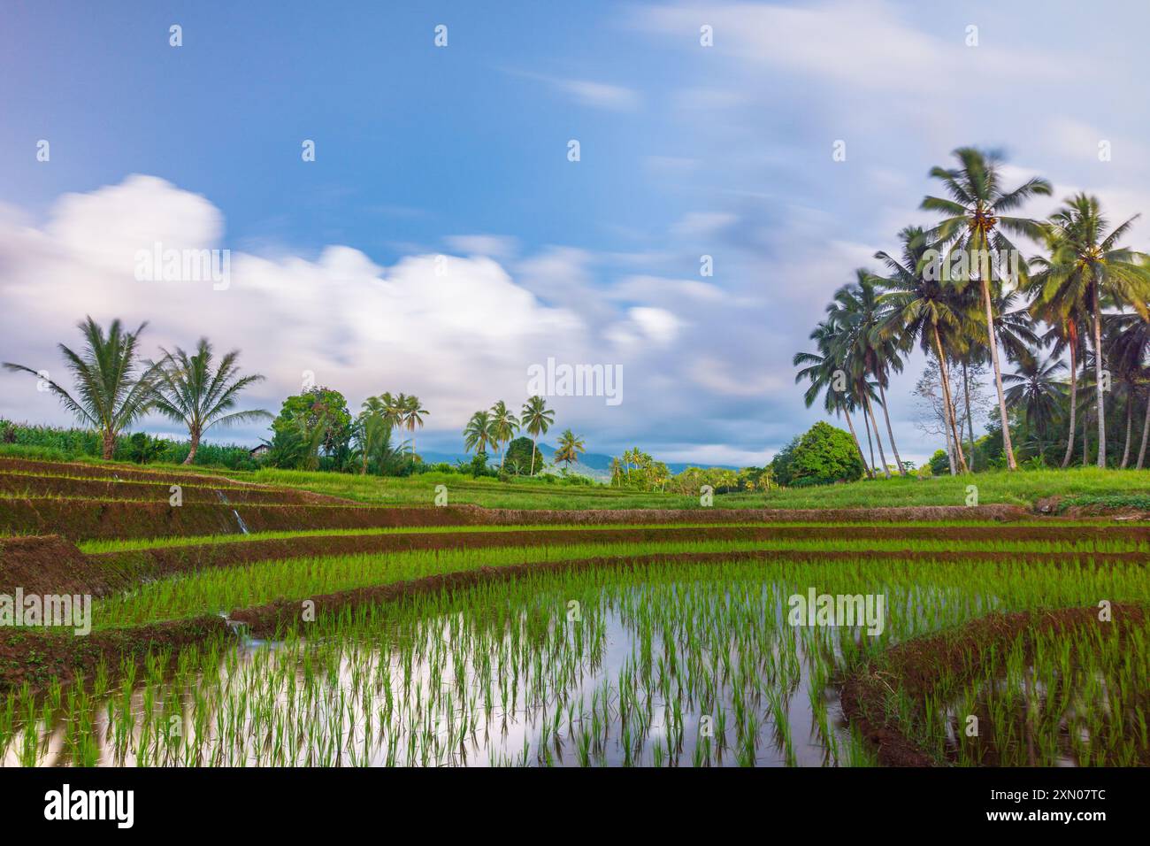 indonésie beauté paysage rizières dans le nord de bengkulu naturel belle vue matinale de l'Indonésie des montagnes et de la forêt tropicale Banque D'Images