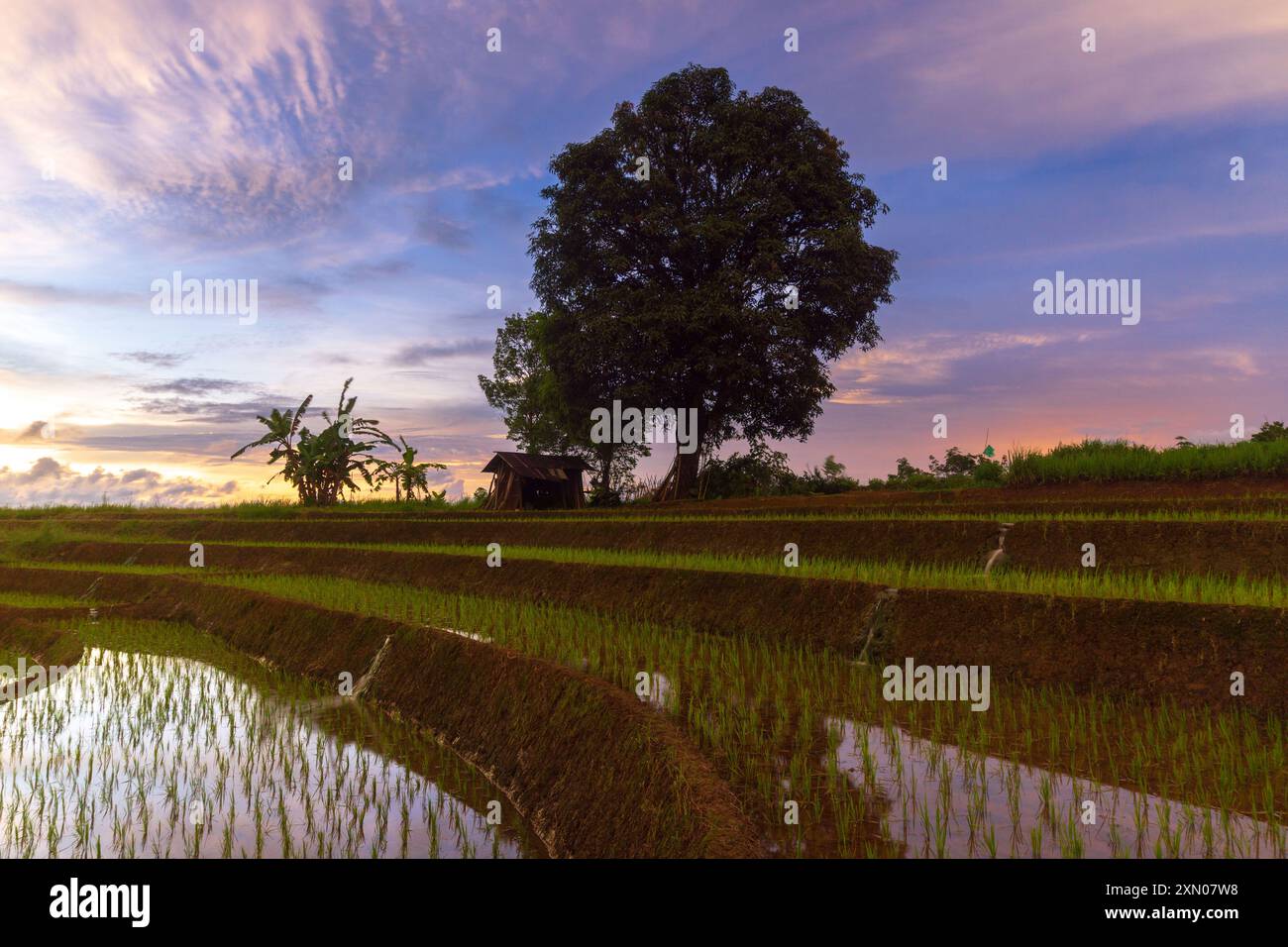 indonésie beauté paysage rizières dans le nord de bengkulu naturel belle vue matinale de l'Indonésie des montagnes et de la forêt tropicale Banque D'Images