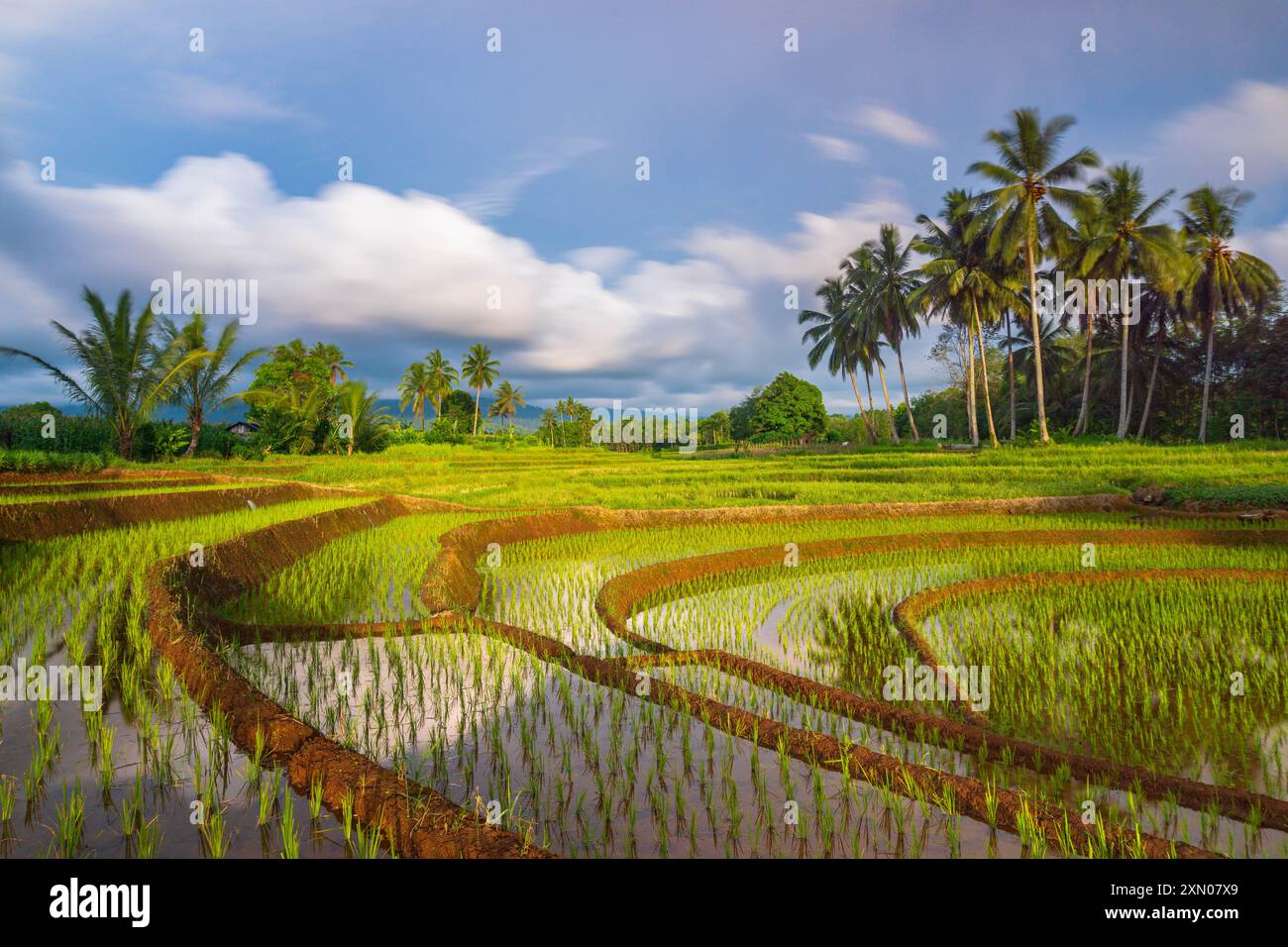 indonésie beauté paysage rizières dans le nord de bengkulu naturel belle vue matinale de l'Indonésie des montagnes et de la forêt tropicale Banque D'Images