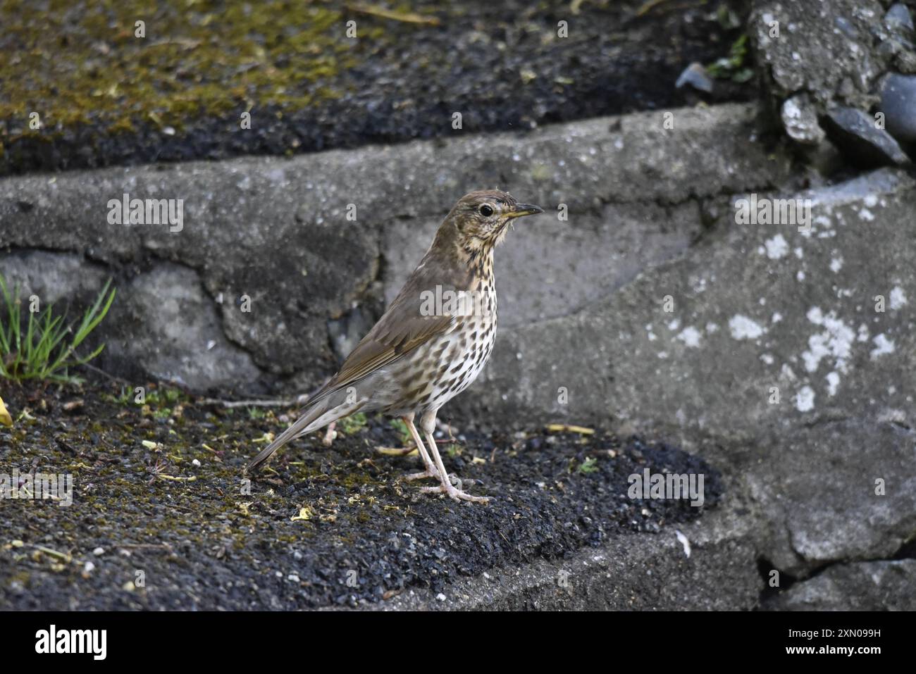 Gros plan à hauteur des yeux d'un muguet du chant (Turdus philomelos) debout sur le sol devant le mur de pierre dans profil droit, prise sur l'île de Man Banque D'Images