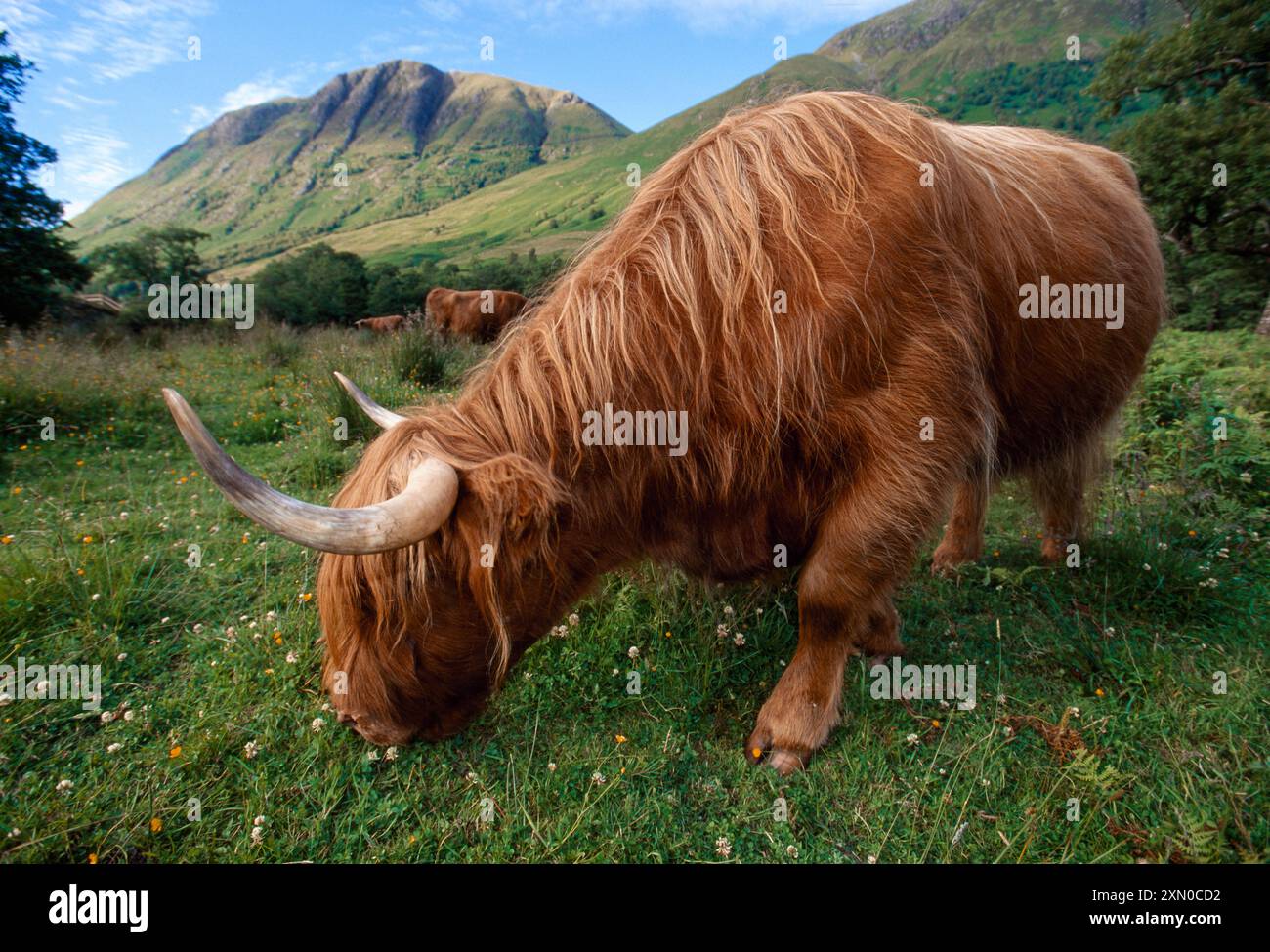 Femelle de vache des Highlands (Bos taurus) en pâturage, Gle Nevis, Inverness-Shire, Écosse, juin 2001 Banque D'Images