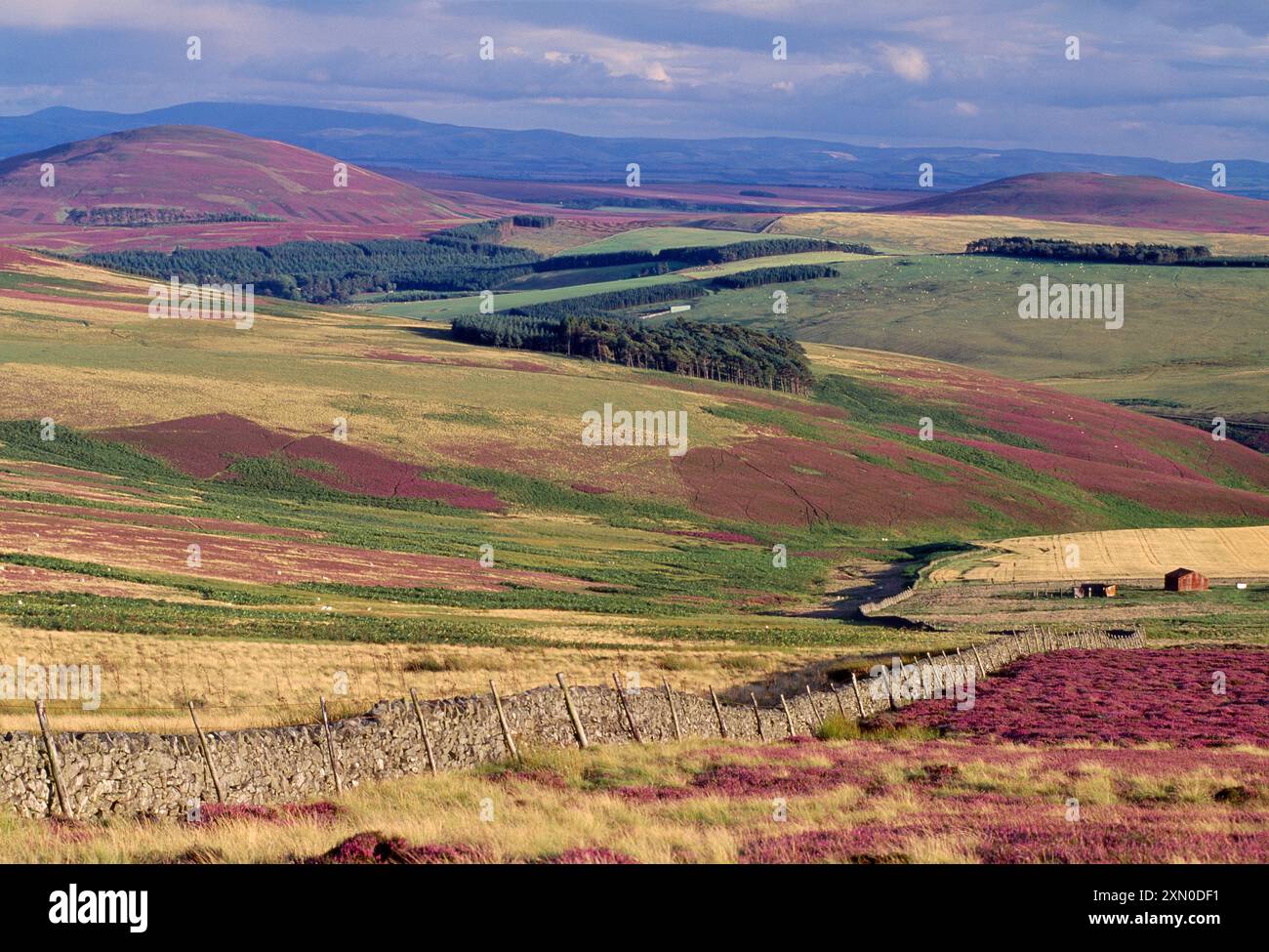 Landes de bruyère gérées et pâturages bruts, Lammermuir Hills, Berwickshire, Scottish Borders, Écosse, août 1998 Banque D'Images