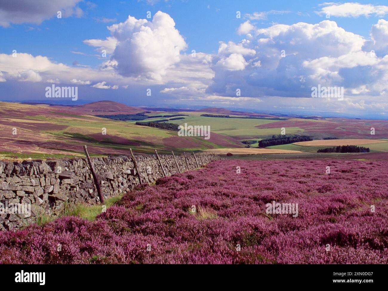 Mur de Drystane avec landes de bruyère gérées, Lammermuir Hills, Berwickshire, Scottish Borders, Écosse, août 1998 Banque D'Images