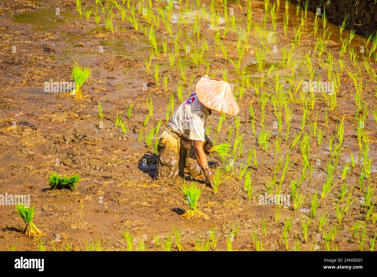 indonésie beauté paysage rizières dans le nord de bengkulu naturel belle vue matinale de l'Indonésie des montagnes et de la forêt tropicale Banque D'Images