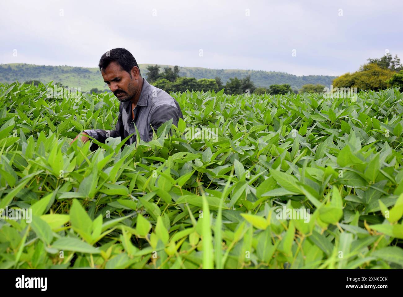 Agriculteur enlevant les mauvaises herbes du champ de soja, vue des plants de soja vert Banque D'Images