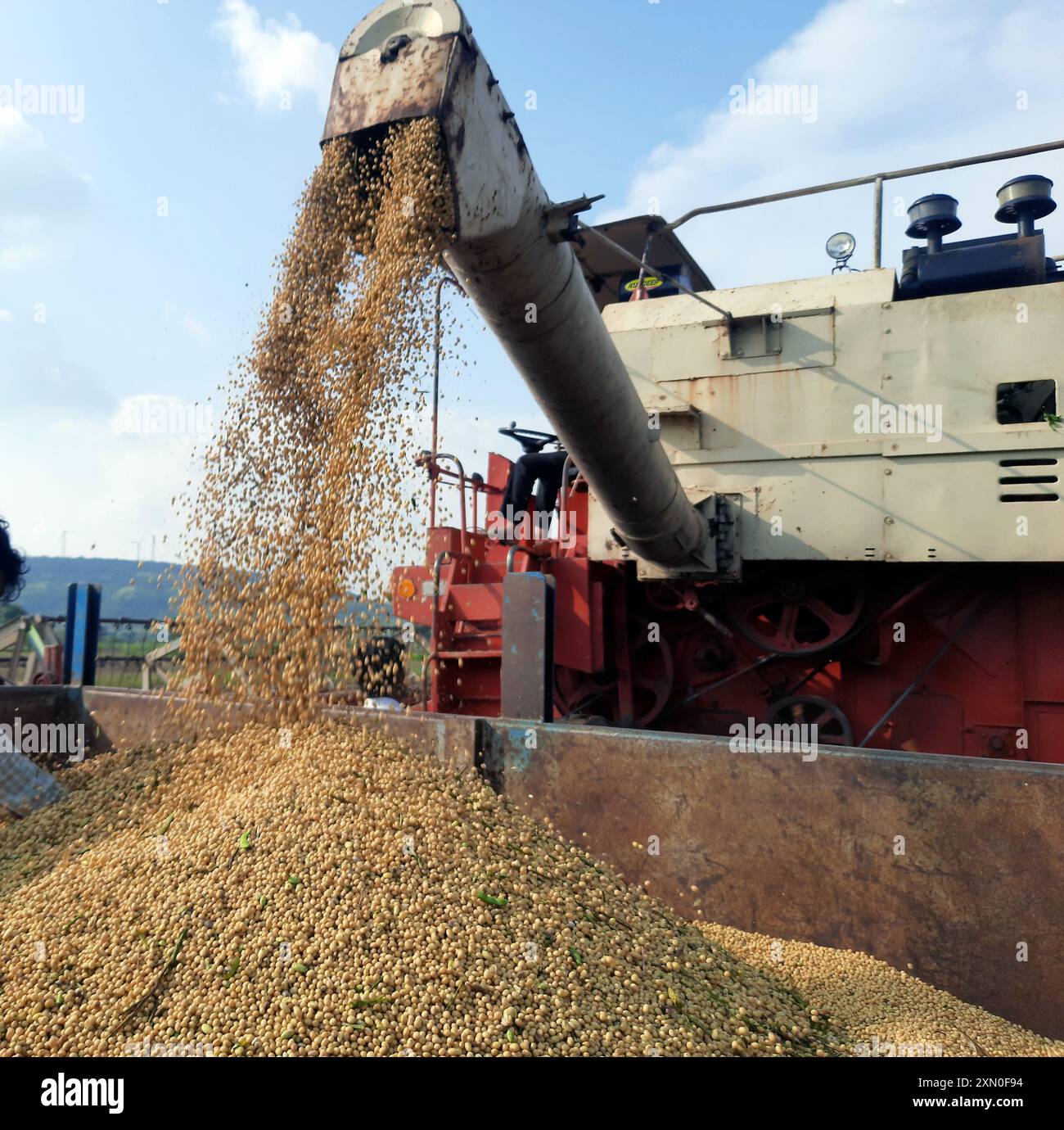 Vis sans fin de la moissonneuse-batteuse versant du soja dans la remorque du tracteur, récolter le soja avec une moissonneuse-batteuse. Banque D'Images