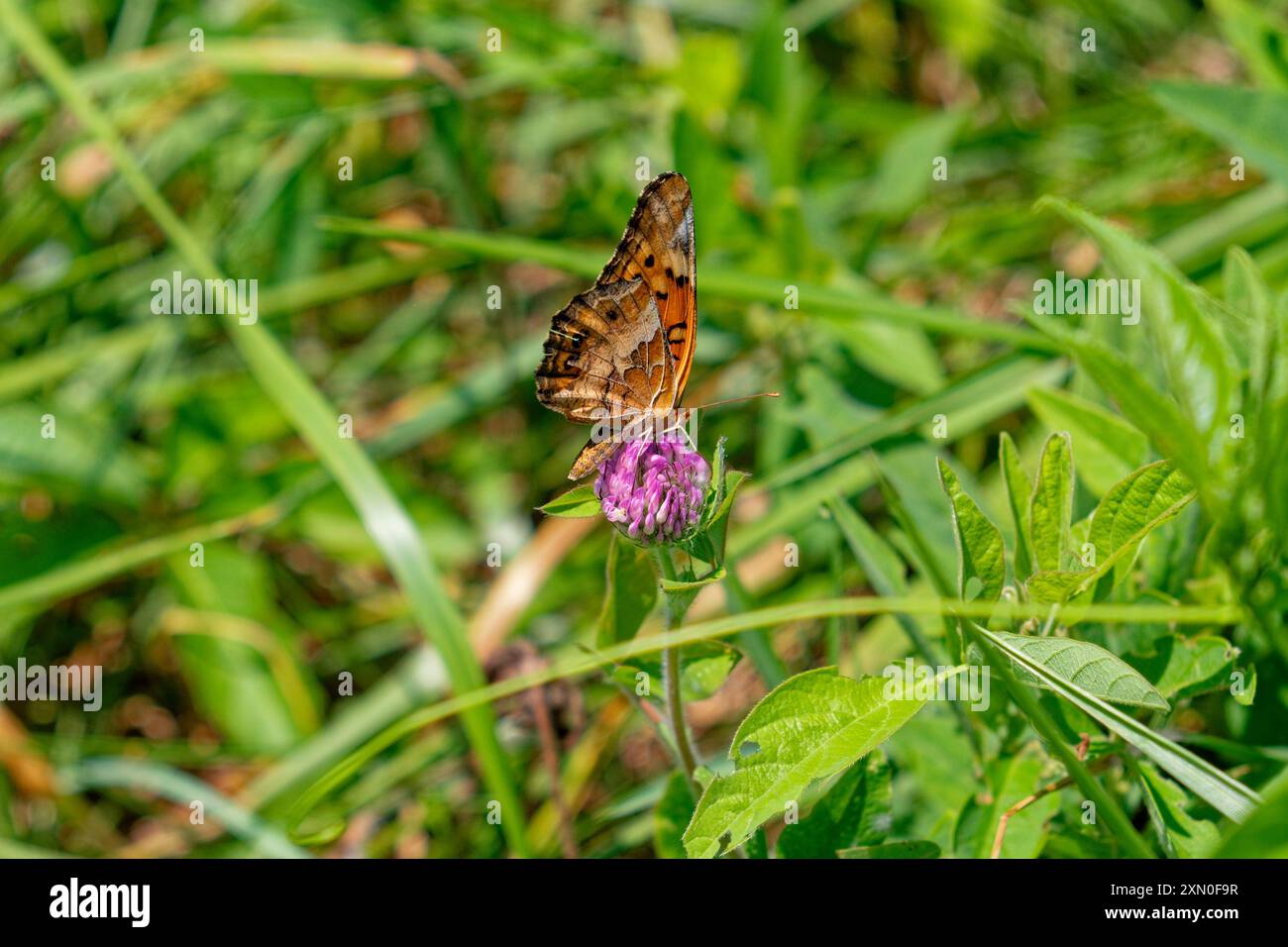 Un papillon fritillaire panaché lumineux et coloré avec ses ailes fermées et debout ramassant le nectar d'une fleur de trèfle rouge dans le fie Banque D'Images Un papillon fritillaire panaché lumineux et coloré avec ses ailes fermées et debout ramassant le nectar d'une fleur de trèfle rouge dans le fie Banque D'Images