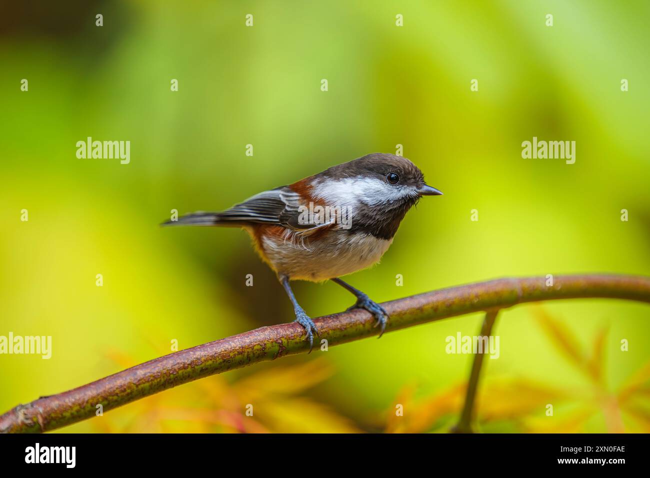 Un Chickadee à dos de châtaignier (Poecile rufescens) perché sur une branche au milieu d'un feuillage d'automnes coloré Banque D'Images