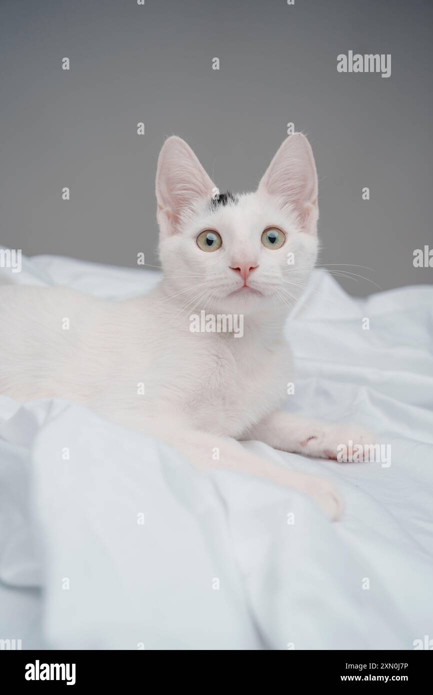 Chaton blanc jouant studio éclairage mignon heureux cheveux courts Banque D'Images