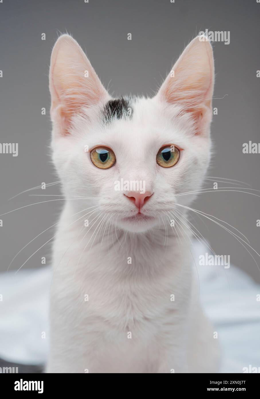 Gros plan gros plan mignon chaton blanc yeux jaunes assis face à l'appareil photo Banque D'Images
