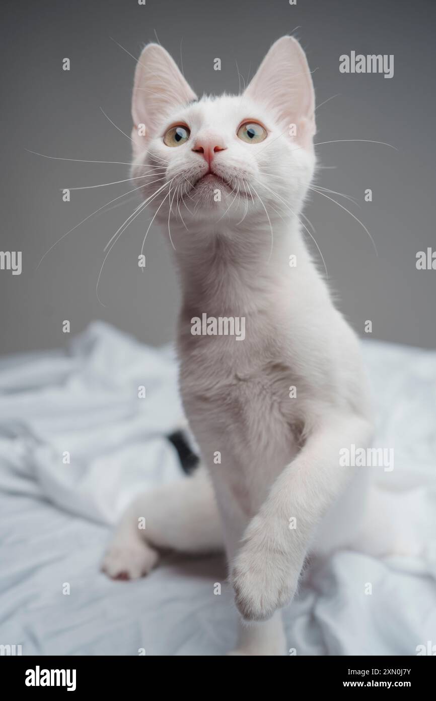 Chaton blanc jouant studio éclairage mignon heureux cheveux courts Banque D'Images