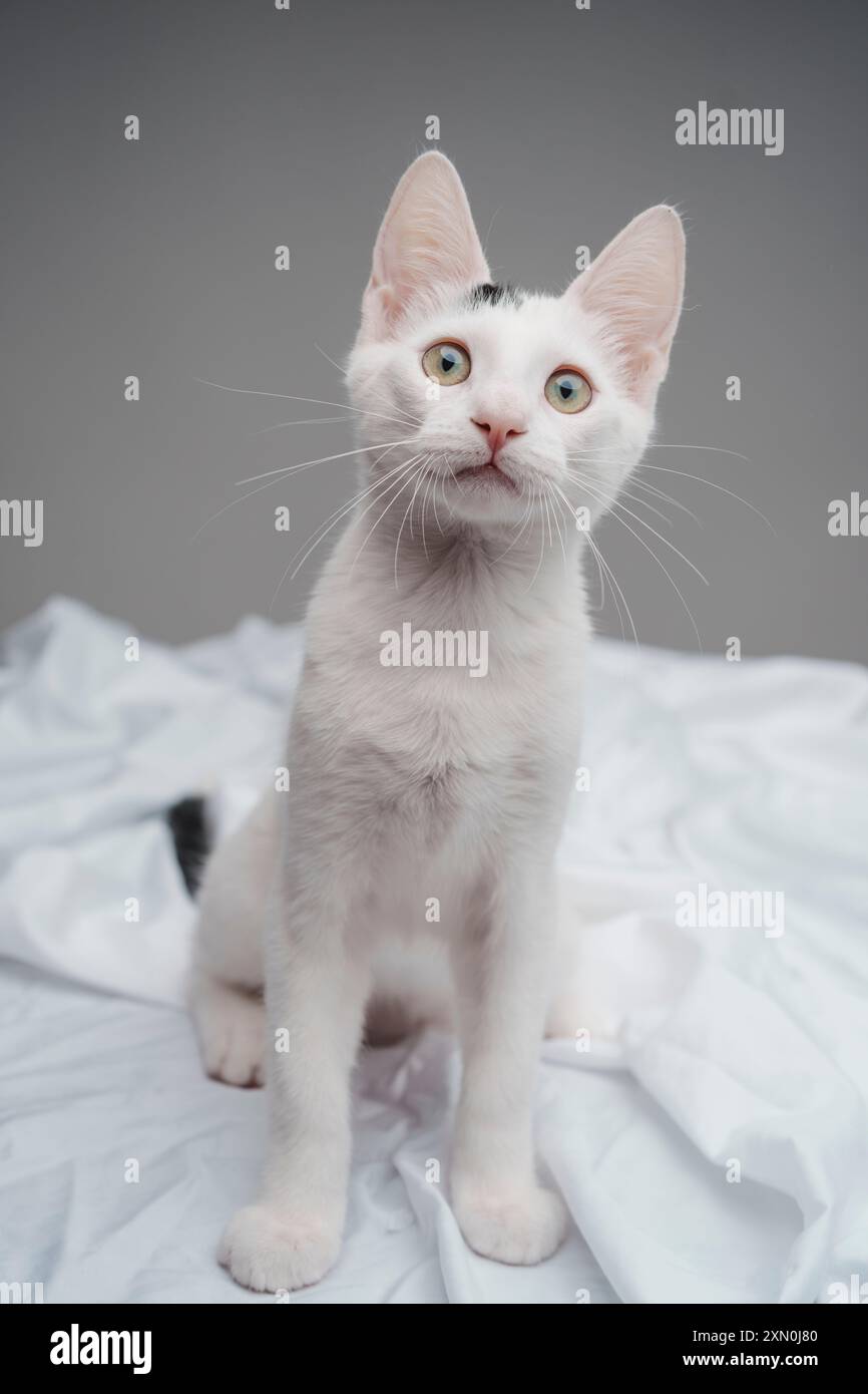 Chaton blanc jouant studio éclairage mignon heureux cheveux courts Banque D'Images