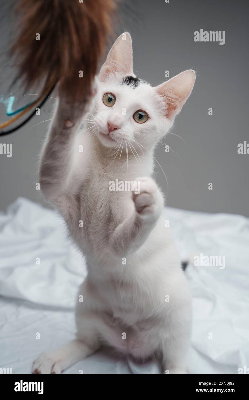 Chaton blanc jouant studio éclairage mignon heureux cheveux courts Banque D'Images