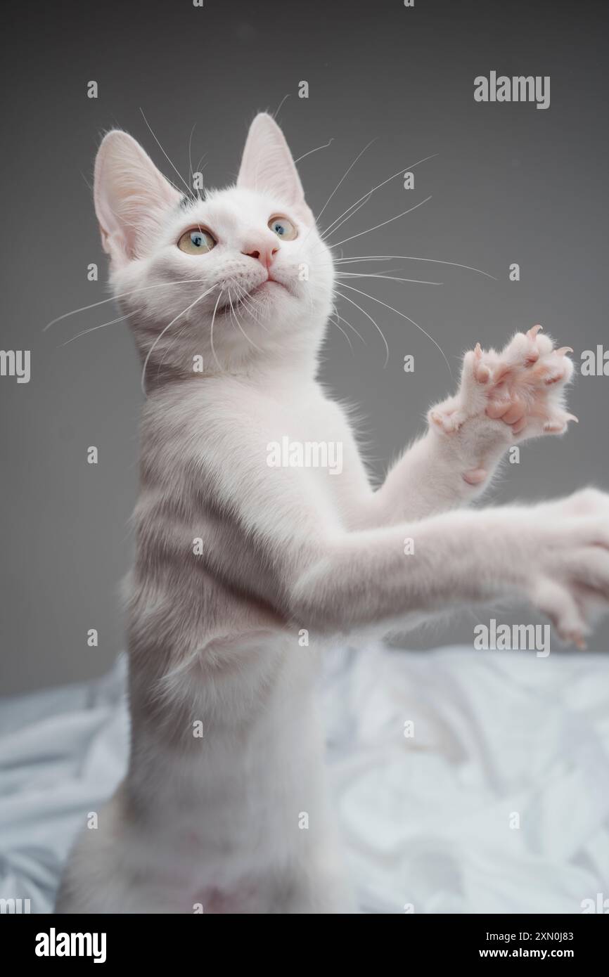 Chaton blanc jouant studio éclairage mignon heureux cheveux courts Banque D'Images