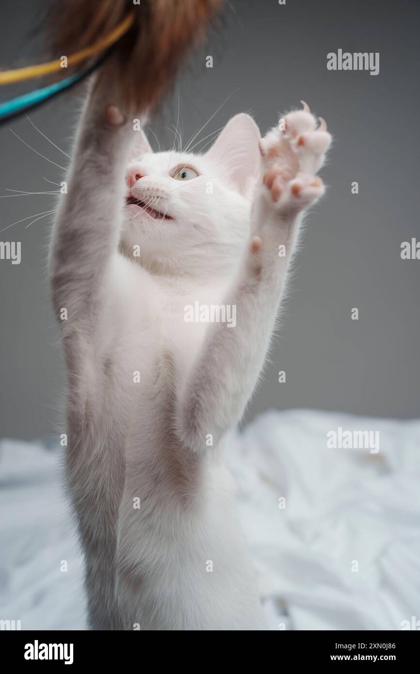 Chaton blanc jouant studio éclairage mignon heureux cheveux courts Banque D'Images