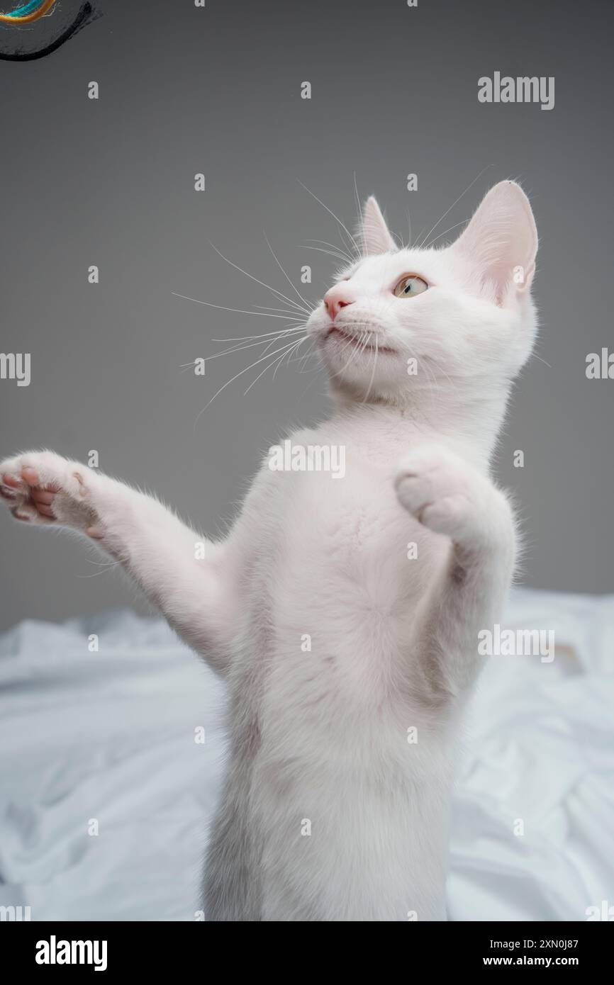 Chaton blanc jouant studio éclairage mignon heureux cheveux courts Banque D'Images