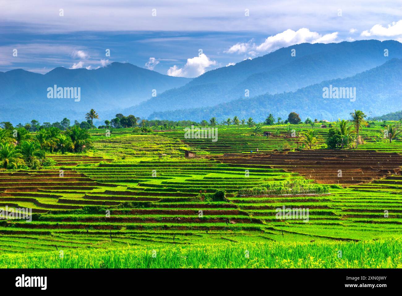 indonésie beauté paysage rizières dans le nord de bengkulu naturel belle vue matinale de l'Indonésie des montagnes et de la forêt tropicale Banque D'Images