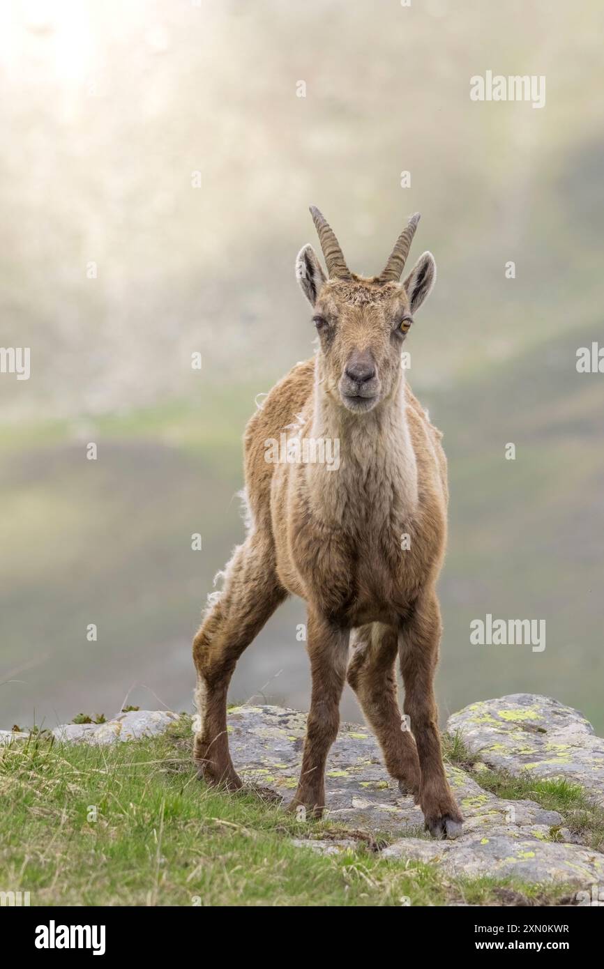 Bouillon alpin femelle debout au bord d'une falaise un jour de printemps dans les Alpes italiennes. Capra ibex. Banque D'Images