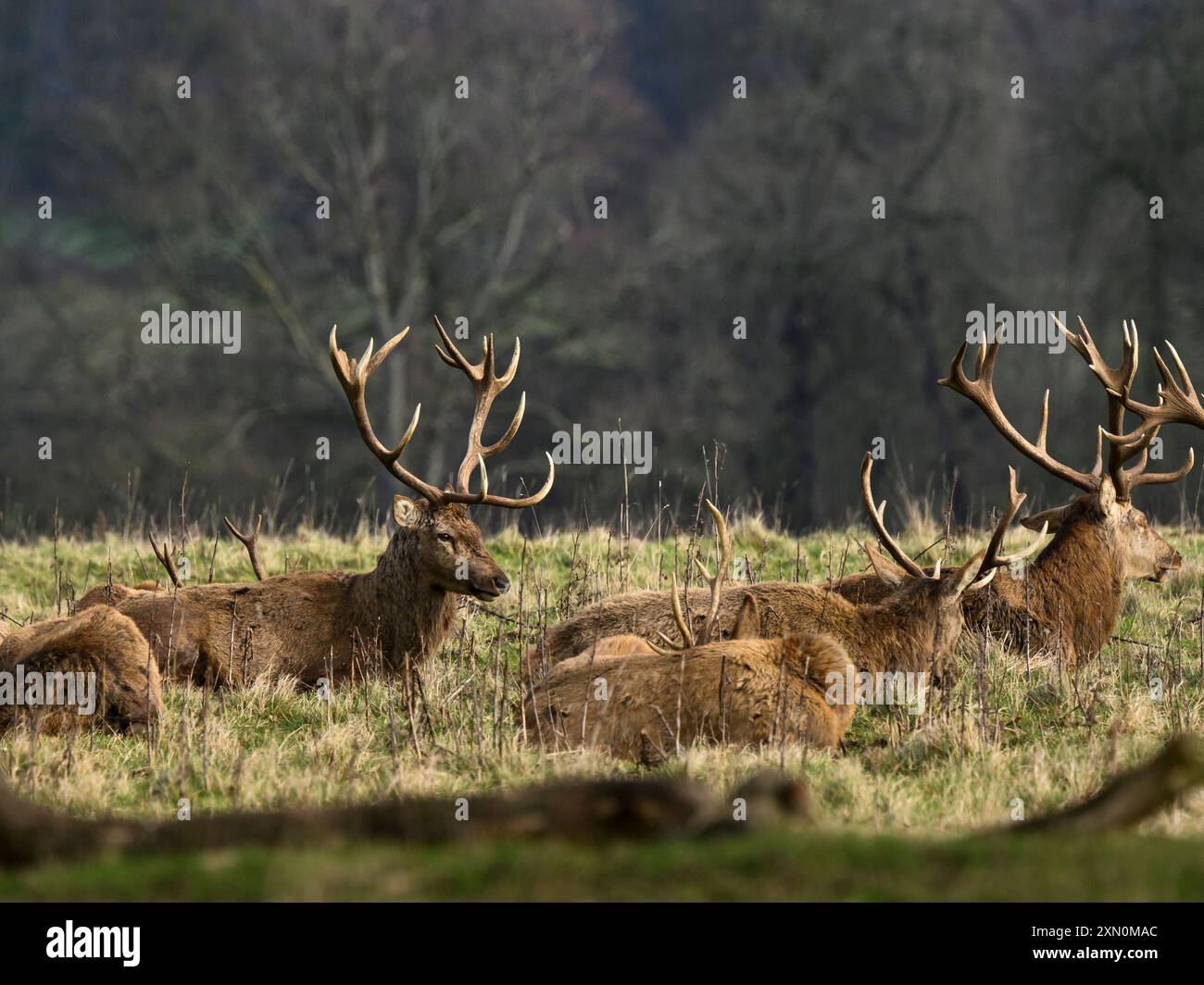 Les cerfs rouges se reposent et se relaxent dans un habitat naturel de prairie (adultes mâles allongés, lumière du soleil d'été sur la fourrure brune rouge) - North Yorkshire, Angleterre, Royaume-Uni. Banque D'Images