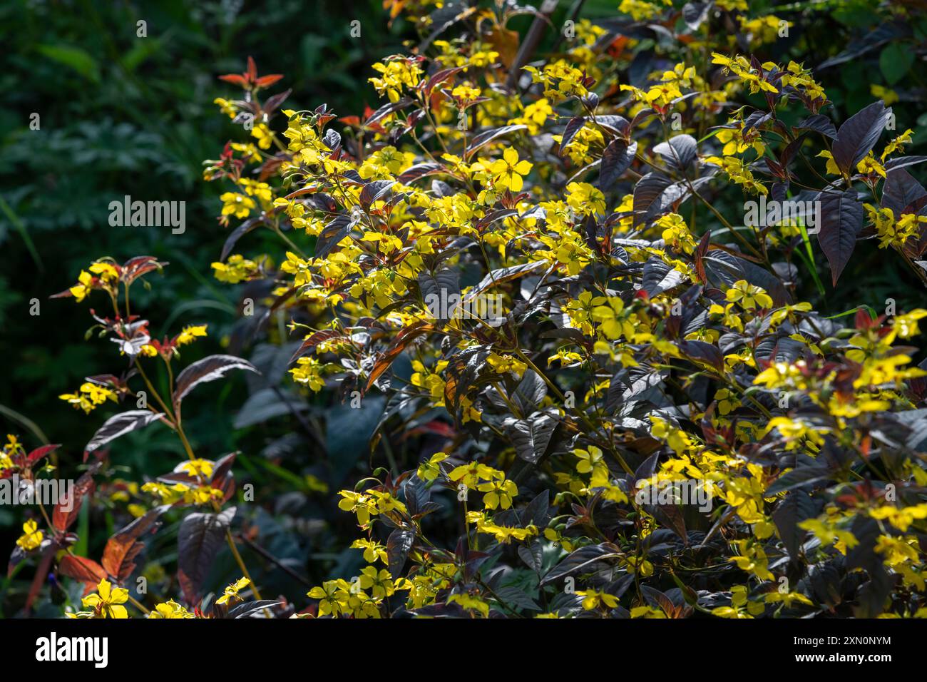 Lysimachia Ciliata 'Firecracker', une vivacité vigoureuse avec un feuillage foncé et des masses de petites fleurs jaunes en été. Banque D'Images