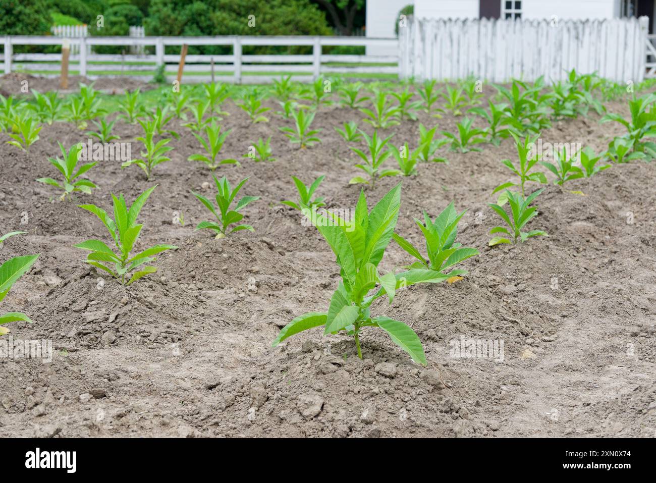 Plants de tabac poussant dans l'État de Virginie, États-Unis. Banque D'Images