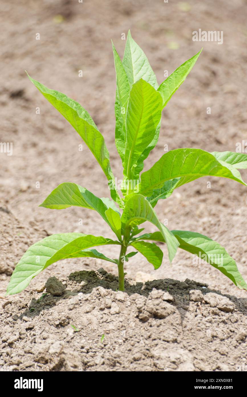 Plants de tabac poussant dans l'État de Virginie, États-Unis. Banque D'Images