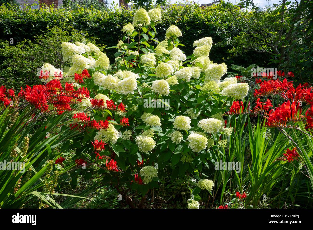 Hydrangea paniculata et Crocosmia 'Lucifer' aux jardins botaniques de Sheffield en été. Yorkshire du Sud, Angleterre. Banque D'Images