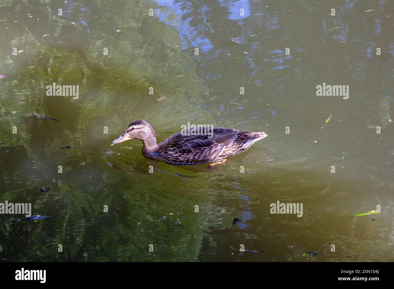 Les canards de la ville sous le soleil Banque D'Images