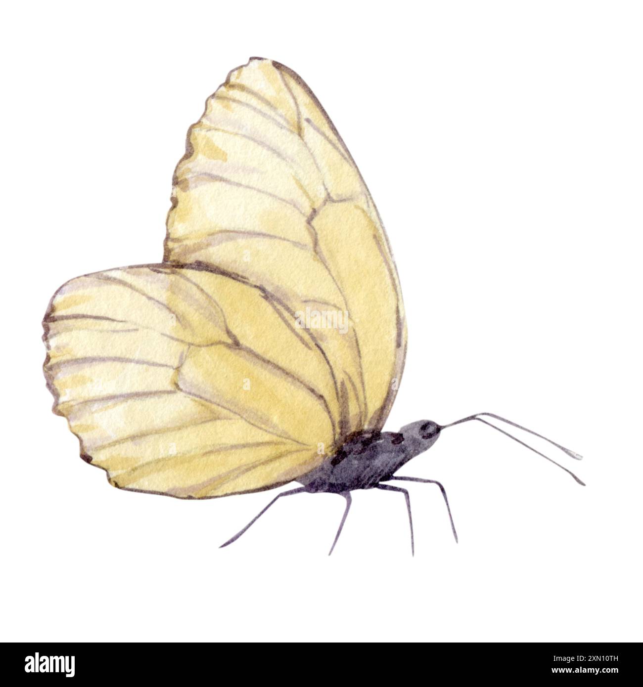 Papillon blanc avec ailes pliées isolé sur fond. Insecte aquarelle pour décorer les chambres d'enfants, les emballages et les étiquettes, les tissus et les vêtements Banque D'Images