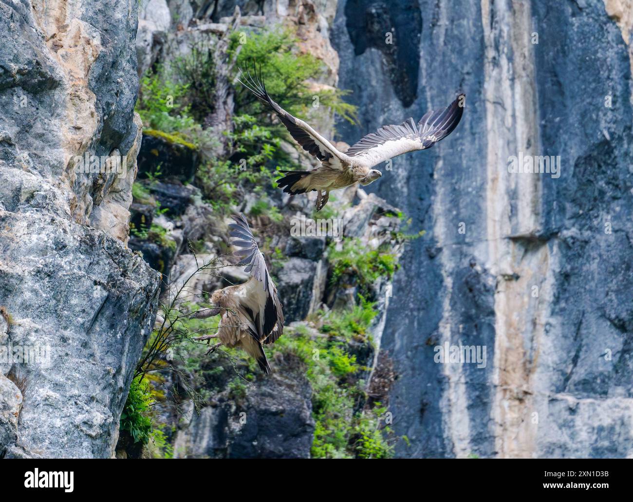 Deux griffons himalayens (Gyps himalayensis) volant dans des montagnes rocheuses. Sichuan, Chine. Banque D'Images