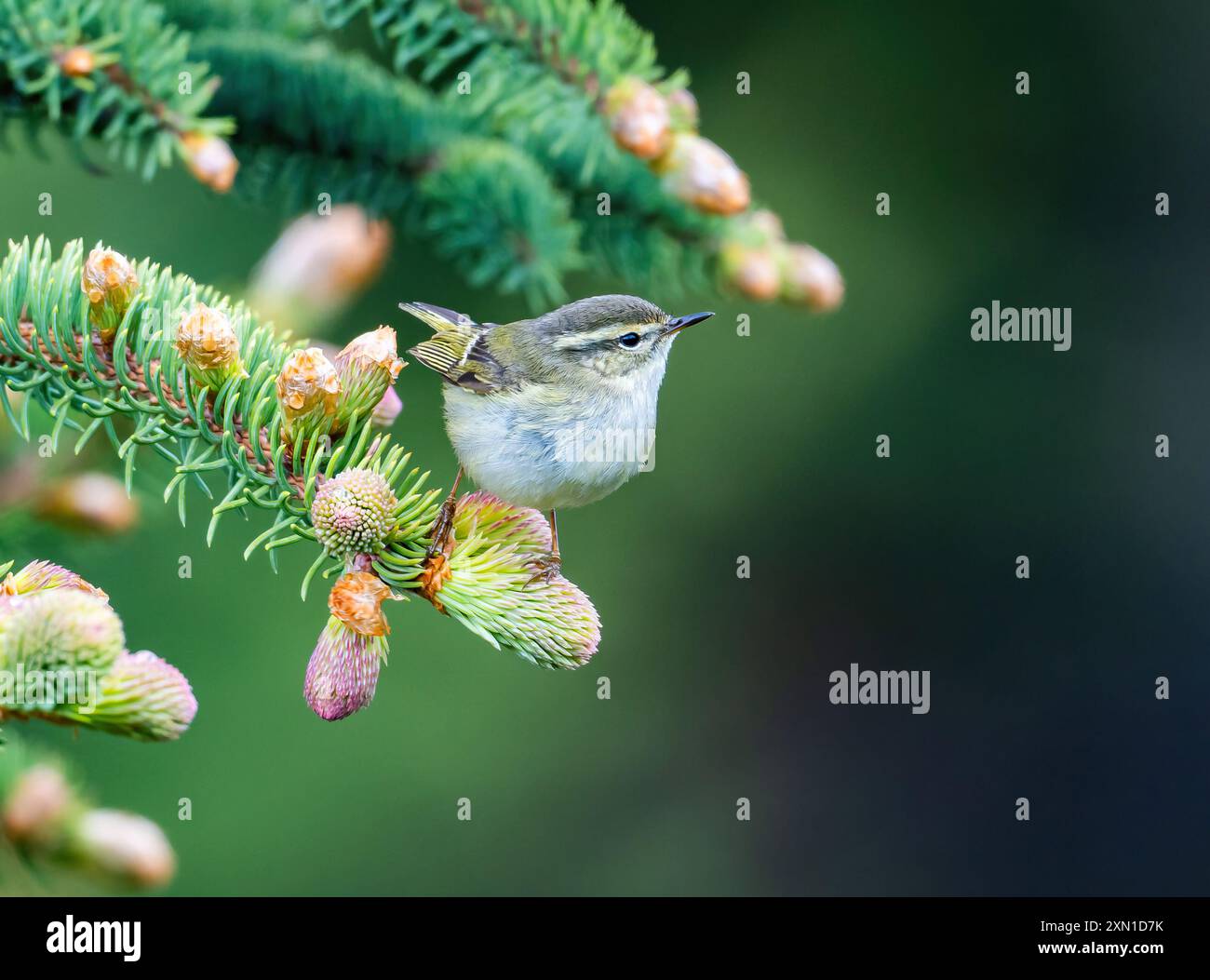 Une Paruline de Hume (Phylloscopus humei) perchée sur une branche de pin. Sichuan, Chine. Banque D'Images