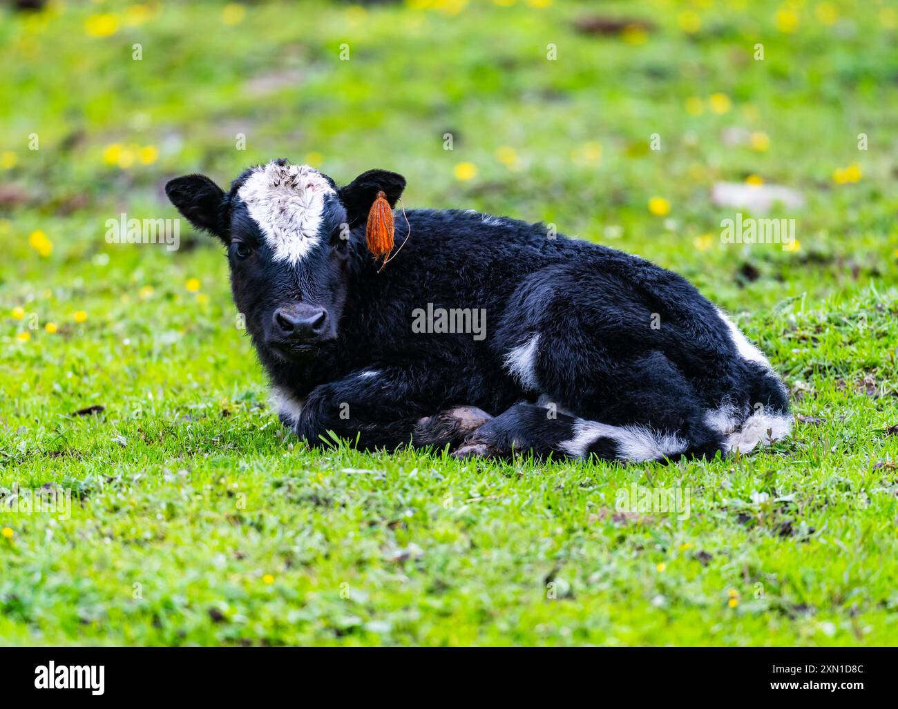Une petite vache noire et blanche assise sur de l'herbe verte. Sichuan, Chine. Banque D'Images